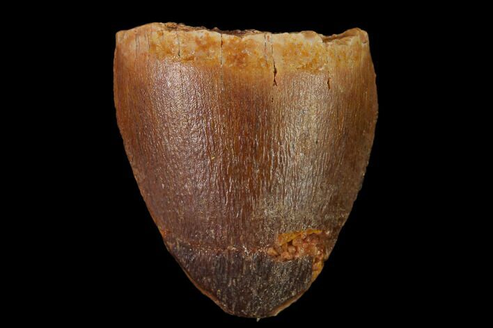 Cretaceous Fossil Crocodile Tooth - Morocco #140577